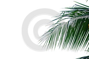 Coconut leaves with branches on white isolated background