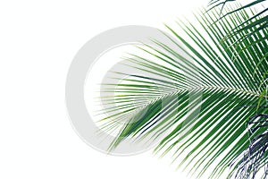 Coconut leaves with branches on white isolated background