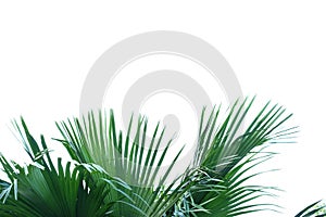 Coconut leaves with branches on white isolated background