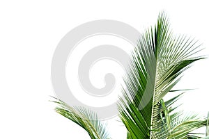 Coconut leaves with branches on white isolated background