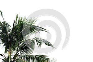 Coconut leaves with branches on white isolated background