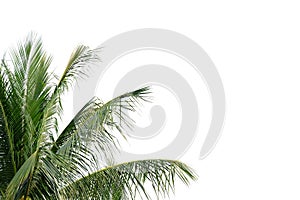 Coconut leaves with branches on white isolated background