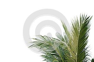 Coconut leaves with branches on white isolated background