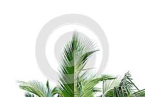 Coconut leaves with branches on white isolated background