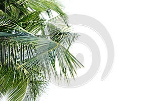 Coconut leaves with branches on white isolated background