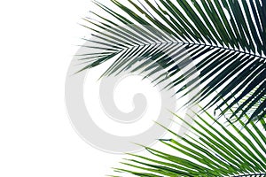 Coconut leaves with branches on white isolated background