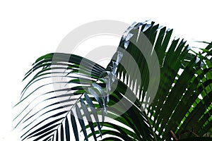 Coconut leaves with branches on white isolated background