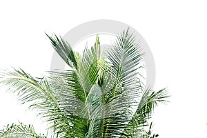 Coconut leaves with branches on white isolated background