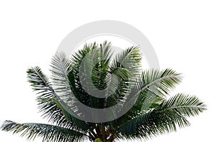 Coconut leaves with branches on white isolated background for green foliage backdrop