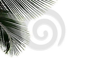Coconut leaves with branches on white isolated background for green foliage backdrop