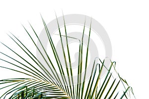 Coconut leaves with branches on white isolated background for green foliage backdrop