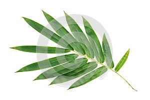 Coconut leaves or Coconut fronds,