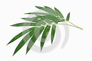 Coconut leaves or Coconut fronds,