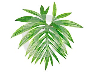 Coconut leaves or Coconut fronds,