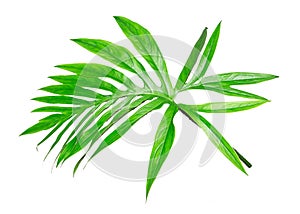 Coconut leaves or Coconut fronds,