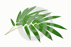 Coconut leaves or Coconut fronds,