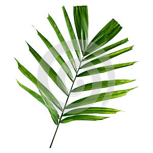 Coconut leaves or Coconut fronds