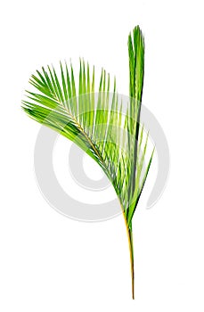 Coconut leaves or Coconut fronds, Green plam leaves,