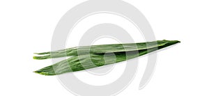 Coconut leaves or Coconut fronds, Green plam leaves