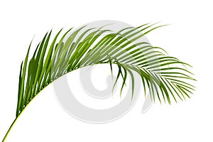 Coconut leaves or Coconut fronds, Green plam leaves,