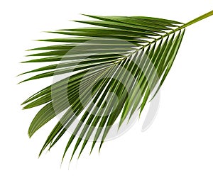 Coconut leaves or Coconut fronds, Green plam leaves, Tropical foliage isolated on white background with clipping path