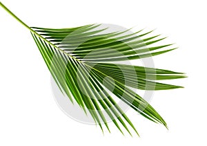 Coconut leaves or Coconut fronds, Green plam leaves, Tropical foliage isolated on white background with clipping path