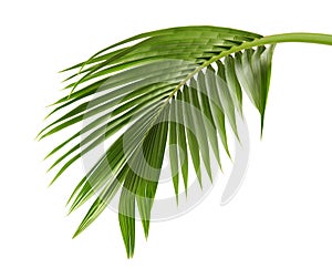 Coconut leaves or Coconut fronds, Green plam leaves, Tropical foliage isolated on white background with clipping path