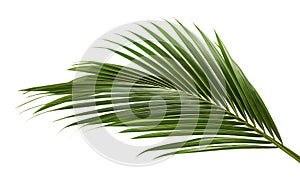 Coconut leaves or Coconut fronds, Green plam leaves, Tropical foliage isolated on white background with clipping path photo