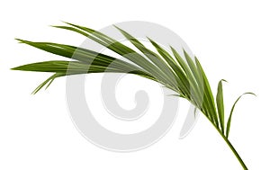 Coconut leaves or Coconut fronds, Green plam leaves, Tropical foliage isolated on white background with clipping path