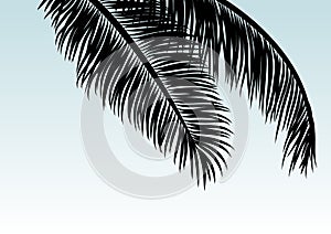 Coconut leaves with copy space tropical summer background