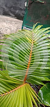 coconut leaves have a million benefits for community ceremonies in bali, indonesia,