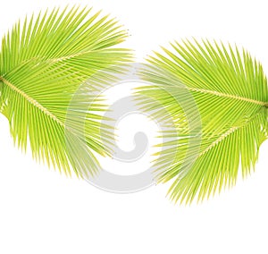 Coconut leaves isolated