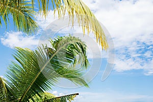 Coconut leaves on sky