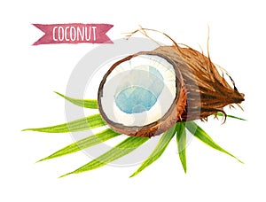 Coconut with leaves, watercolor illustration with clipping path