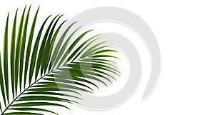 Coconut leaves on white background with clipping path for tropical leaf design element.vector illustration design