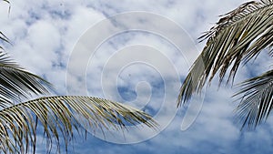 coconut leaves on a white and blue sky background