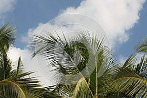 Coconut leaves with white cloudy blue sky background at Surin Beach Phuket Thailand.