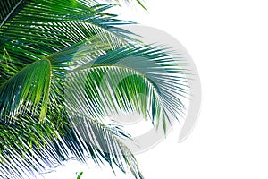 Coconut leaves on white isolated background