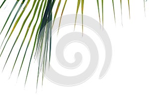 Coconut leaves on white isolated background