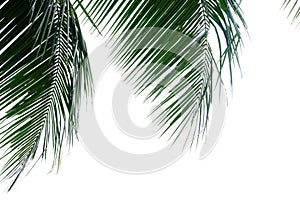 Coconut leaves on white isolated background