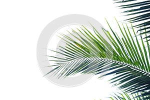 Coconut leaves on white isolated background