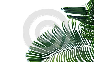 Coconut leaves on white isolated background