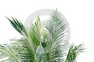 Coconut leaves on white isolated background kdrop