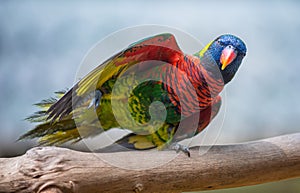 Coconut lorikeet Bird Close-up  Trichoglossus haematodus