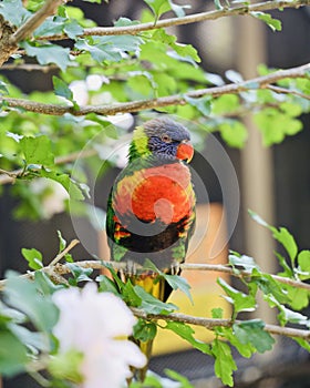 Coconut Lorikeet with rainbow plumage stares at camera lens