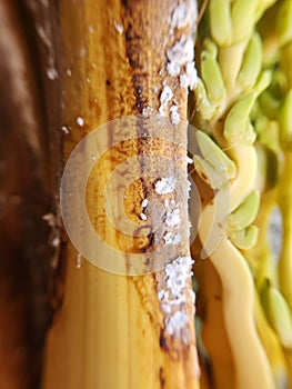 The coconut mealybug, Nipaecoccus nipae (Maskell).