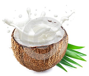 Coconut milk flying out from cracked coconut fruit. File contains clipping path