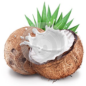 Coconut with milk splash inside. photo