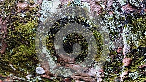 The coconut mossy texture of old tree bark. Tree bark texture.