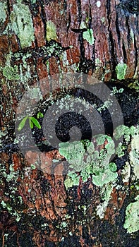 The coconut mossy texture of old tree bark. Tree bark texture.